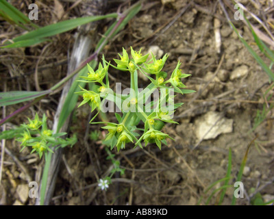 Euforbia nana, poco (Euforbia Euphorbia exigua), infiorescenza, Polonia Foto Stock
