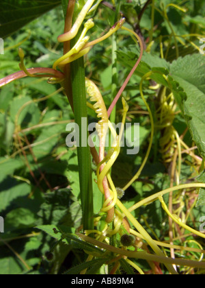 Maggiore tremava (Cuscuta europaea), impianti parasiting on Hop, Polonia Foto Stock