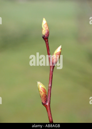 Carpino giapponese (Carpinus japonica), le gemme Foto Stock