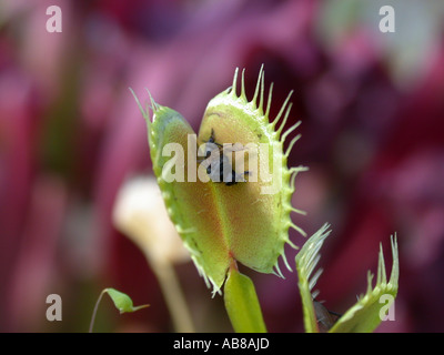 Venus flytrap (Dionaea muscipula), la trappola con i resti di un digerito fly Foto Stock