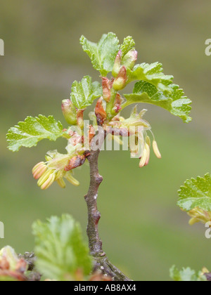 Ire, faggio Antartico (Nothofagus Antartide), infiorescenze maschili Foto Stock