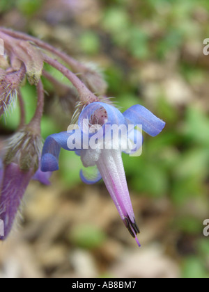 Abramo, Isacco e Jakob (Trachystemon orientalis), fiore Foto Stock