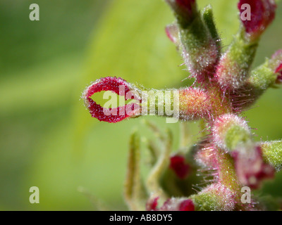 Noce giapponese (Juglans ailantifolia), fiore femmina Foto Stock