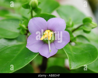 Il persiano violetta, tedesco viola, Tiddly ragazzi (Exacum affine di), fiore Foto Stock