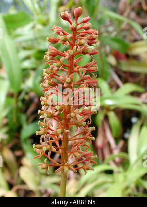 Pianta brocca (Nepenthes ventricosa), infiorescenza Foto Stock