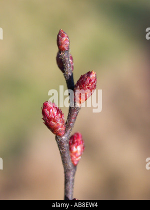 Bog mirto, dolce gale, dolce bayberry (Myrica gale), femmina e gemme vegetative Foto Stock