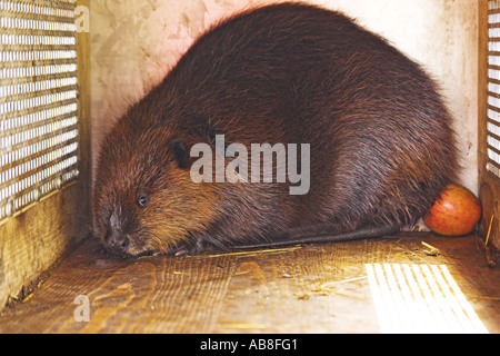 Eurasian castoro europeo castoro (Castor fiber), in cassa di trasporto, in Germania, in Renania Palatinato Foto Stock