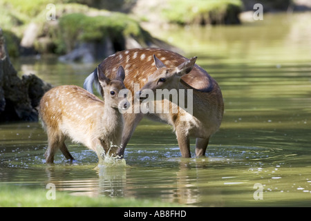 Sika cervo (Cervus nippon), hind di cervi sika con vitello in acqua, Germania, Hesse Foto Stock