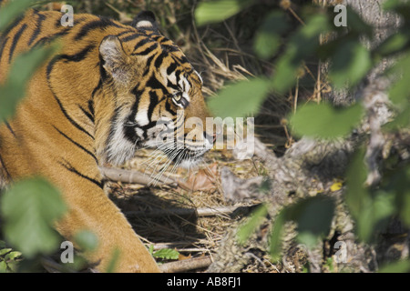 La tigre di Sumatra (Panthera tigris sumatrae), ritratto preso attraverso il fogliame, Germania Foto Stock