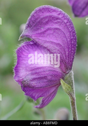 Monk's-cofano, vero monkshood, giardino monkshood (Aconitum napellus), fiore in veduta laterale Foto Stock