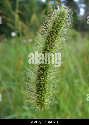 Bottiglia di erba verde, setole, erba verde di coda di volpe (Setaria viridis), infiorescenza Foto Stock