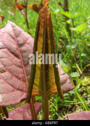 Knotweed giapponese (Fallopia japonica (Reynoutria japonica)), giovane foglia in luce posteriore Foto Stock