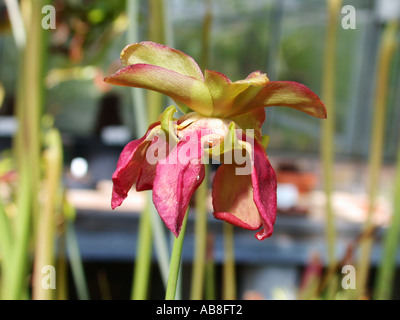 Dolce pianta brocca (Sarracenia rubra), fiore Foto Stock