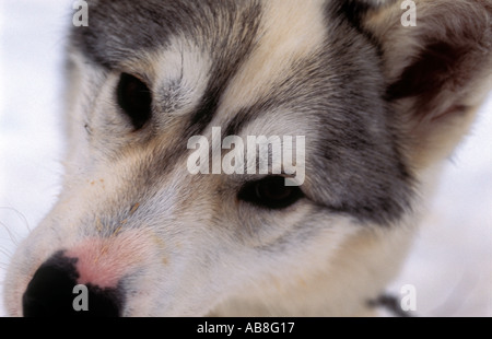 Ritratto di cane husky sul Kungsleden trail Lappland nella Svezia settentrionale Ritratto di cane husky sul Kungsleden trail nel Lappl Foto Stock