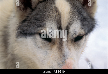 Ritratto di cane husky sul Kungsleden trail Lappland nella Svezia settentrionale Ritratto di cane husky sul Kungsleden trail nel Lappl Foto Stock