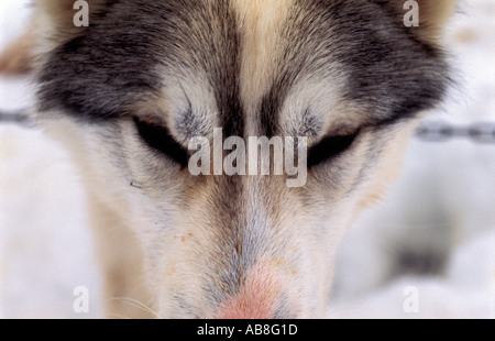 Ritratto di cane husky sul Kungsleden trail Lappland nella Svezia settentrionale Ritratto di cane husky sul Kungsleden trail nel Lappl Foto Stock