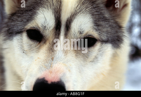 Ritratto di cane husky sul Kungsleden trail Lappland nella Svezia settentrionale Ritratto di cane husky sul Kungsleden trail nel Lappl Foto Stock