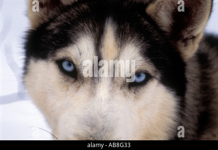 Ritratto di cane husky sul Kungsleden trail Lappland nella Svezia settentrionale Ritratto di cane husky sul Kungsleden trail nel Lappl Foto Stock