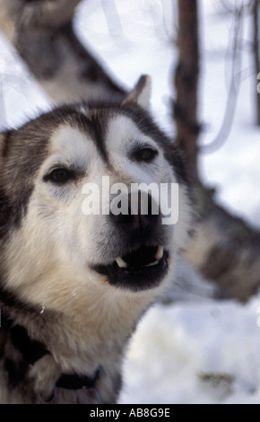 Ritratto di cane husky sul Kungsleden trail Lappland nella Svezia settentrionale Ritratto di cane husky sul Kungsleden trail nel Lappl Foto Stock