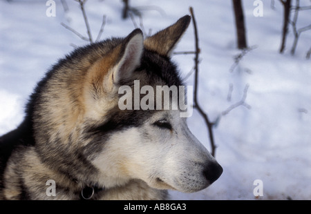 Ritratto di cane husky sul Kungsleden trail Lappland nella Svezia settentrionale Foto Stock