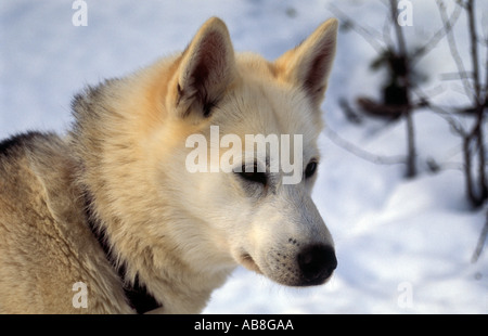 Ritratto di cane husky sul Kungsleden trail Lappland nella Svezia settentrionale Ritratto di cane husky sul Kungsleden trail nel Lappl Foto Stock