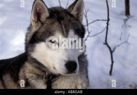 Ritratto di cane husky sul Kungsleden trail Lappland nella Svezia settentrionale Ritratto di cane husky sul Kungsleden trail nel Lappl Foto Stock