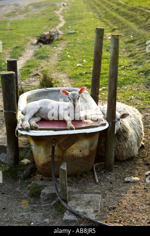 Agnello su una vecchia vasca da bagno in campo utilizzato come trogolo di acqua Foto Stock