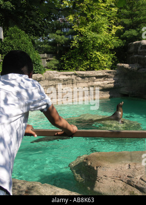 Sea Lion presentano [boy allo zoo] Foto Stock