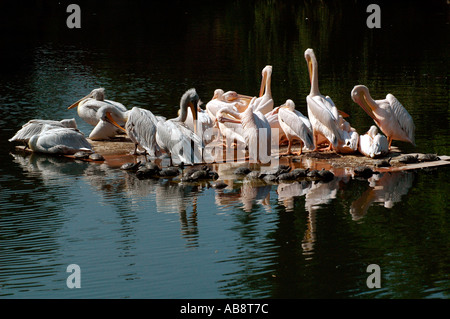 Gregge di pellicani bianchi o genere Pelecanus appollaiato sulla roccia circondato da acqua in un lago Foto Stock
