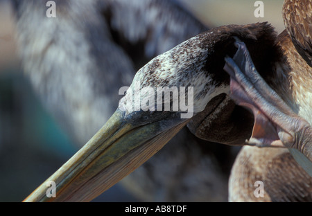 Pellicano cileno di graffiare la testa Foto Stock