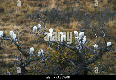 Guardabuoi poggiante su albero Foto Stock