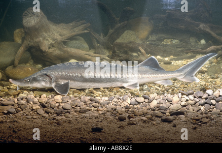 Grande storione, volga, storione (beluga Huso huso), 120 cm di lunghezza, su ghiaia, 04 apr. Foto Stock