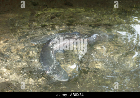 Il salmone del Danubio, huchen (Hucho hucho), la deposizione delle uova sulla ghiaia, in Germania, in Baviera, Inn, 04 apr. Foto Stock