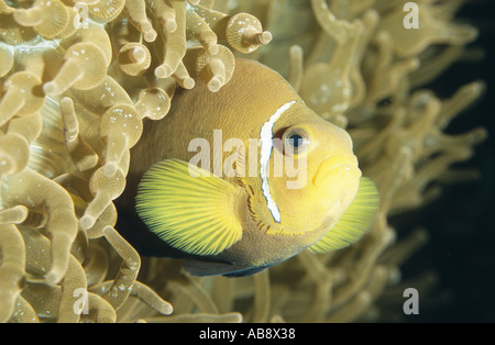 Nero-anemonefish alettato, Maldive anemonefish (Amphiprion nigripes), tra l anemone Foto Stock