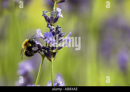 ape su lavanda Foto Stock