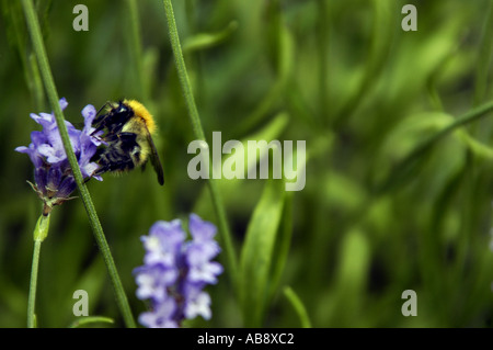 ape su lavanda Foto Stock