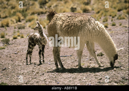 Llama (Lama glama), pascolo Llama con giovani stock, Cile, Regione II, Salar de Atacama, Mrz 05. Foto Stock