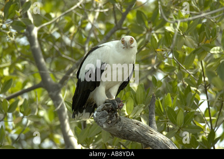 Palm-dado vulture (Gypohierax angolensis), su alberi di mangrovie con la preda, Senegal Casamance, Feb 05. Foto Stock
