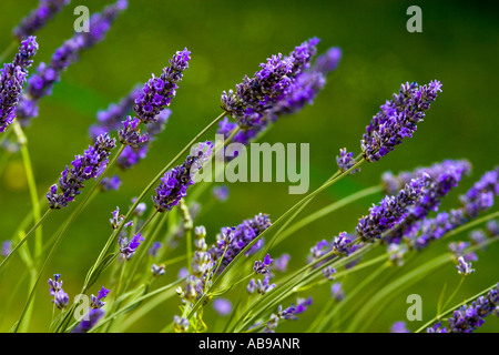 Inglese Lavanda Hidcote Lavendula England Regno Unito Foto Stock