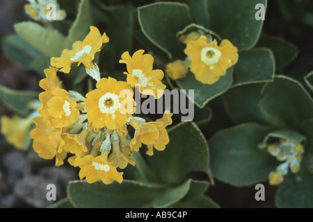 Miller polverosi, giardino padiglione auricolare (Primula padiglione auricolare), infiorescenza, fiore raffigurato su quello austriaco di 5 cent Foto Stock