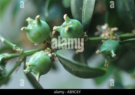 Casella di comune, bosso (Buxus sempervirens), frutta Foto Stock