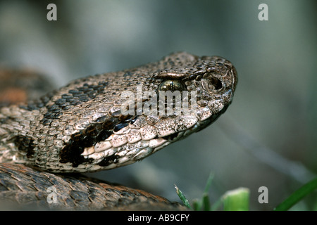 Montagna Ocellated viper, Wagner di vipera (Vipera wagneri, Montivipera wagneri), ritratto, Turchia, Karsha Foto Stock