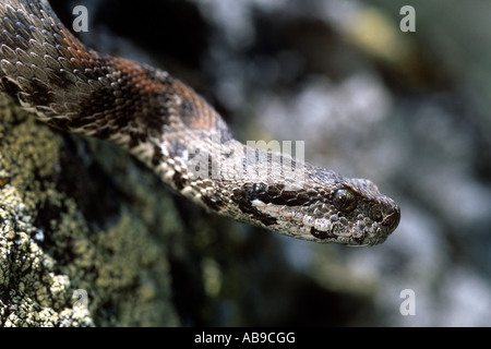 Montagna Ocellated viper, Wagner di vipera (Vipera wagneri, Montivipera wagneri), ritratto, Turchia, Karsha Foto Stock