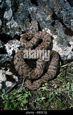 Montagna Ocellated viper, Wagner di vipera (Vipera wagneri, Montivipera wagneri), vista dall'alto, Turchia, Karsha Foto Stock