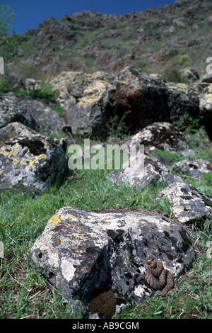 Montagna Ocellated viper, Wagner di vipera (Vipera wagneri, Montivipera wagneri), in habitat, Turchia, Karsha Foto Stock