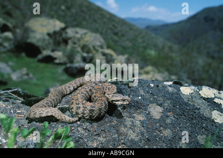 Montagna Ocellated viper, Wagner di vipera (Vipera wagneri, Montivipera wagneri), snake con la montagna in background, Turchia, Kars Foto Stock