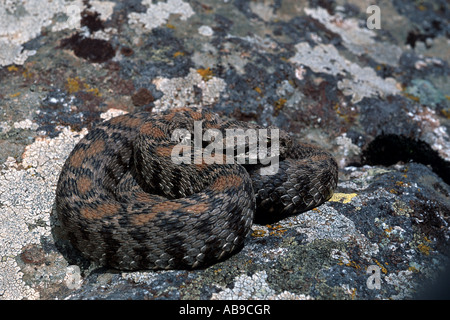 Montagna Ocellated viper, Wagner di vipera (Vipera wagneri, Montivipera wagneri), su roccia, Turchia, Karsha, Aras-Tal Foto Stock