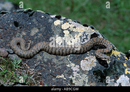 Montagna Ocellated viper, Wagner di vipera (Vipera wagneri, Montivipera wagneri), su roccia, Turchia, Karsha, Aras-Tal Foto Stock