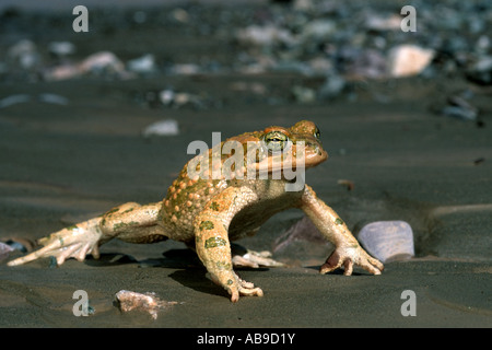 Il rospo verde o variegato toad (Bufo viridis), Iran Zagros Foto Stock