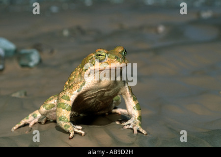 Il rospo verde o variegato toad (Bufo viridis), Iran Zagros Foto Stock
